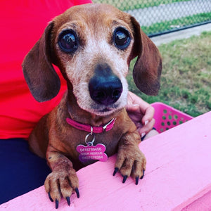 Dog Rescue Drive - Devoted 2 Dachshunds Rescue