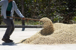 What Makes Coffee Specialty Coffee?