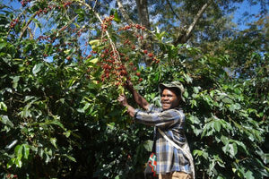 New Release - Passiona, PNG Baroida Estate Natural
