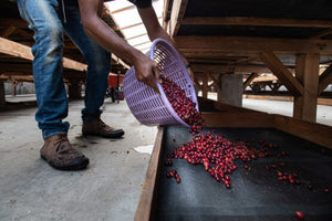 New Release - Guatemala Santa Clara
