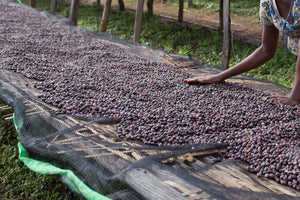 New Release - Ethiopia Hadeso