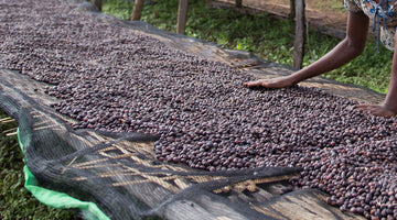 New Release - Ethiopia Hadeso