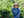 Costa Rica - Aguilera Brothers