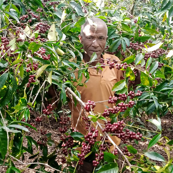 Ethiopia - Halo Beriti