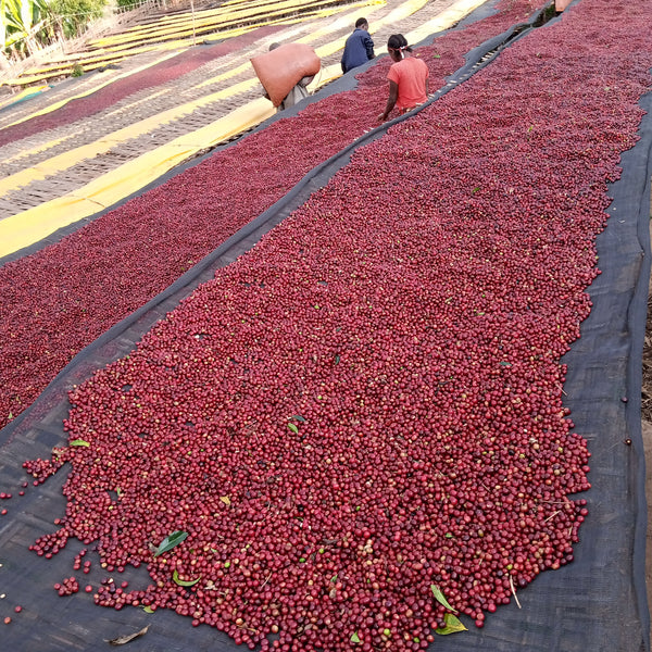 Ethiopia - Halo Beriti