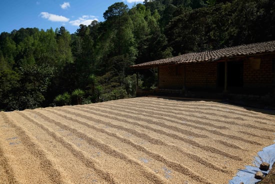 Brewdolph - Christmas Coffee