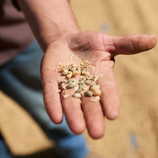 Brewdolph - Christmas Coffee