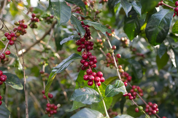 Ethiopia - Jigesa