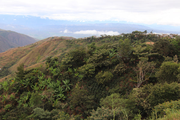 Peru - Cruz del Norte