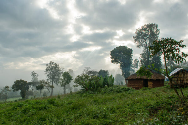 Ethiopia - Jigesa