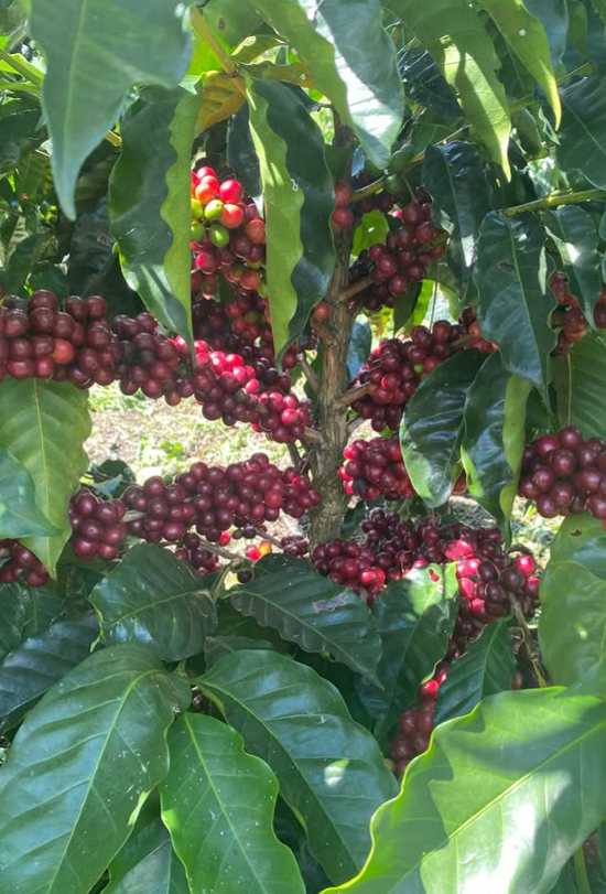Howler Series - Nicaragua - CM Geisha - Ferrufino Family