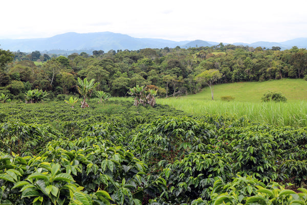 Colombia - Even Kiel